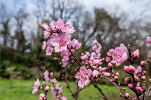 植树节丨战“疫”先锋林的桃花已悄然绽放