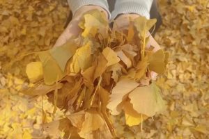 淹城研学 | 礼物不需挑最贵 只要香榭的落叶