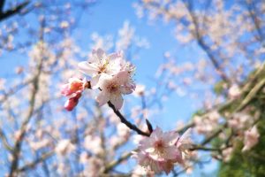 呀！遗址樱花想着想着就真开了~