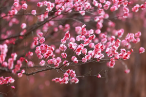 重要通知！淹城花开了！